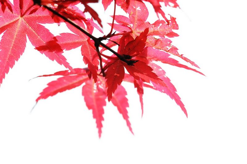 dsc_秋日私语.jpg