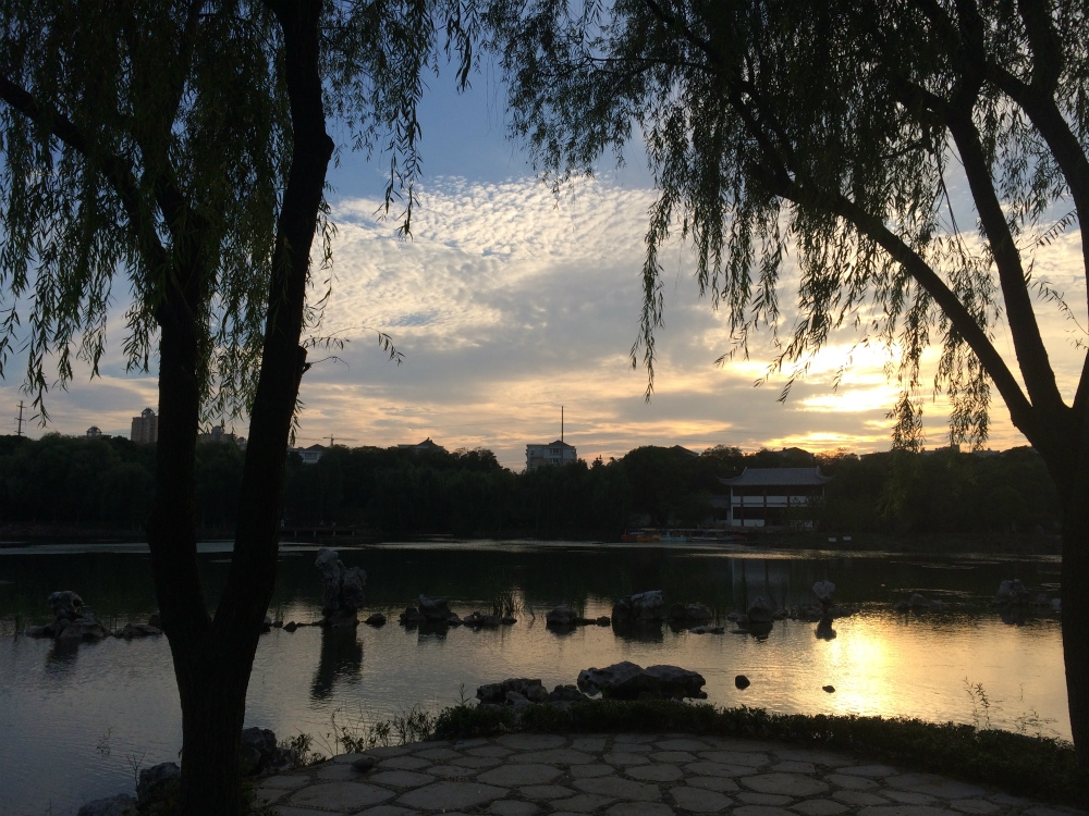 夕下垂柳.jpg