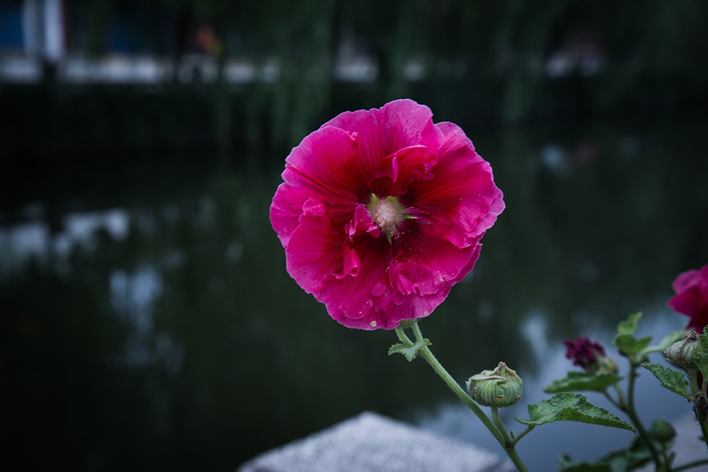 【一枝独秀】“IMG_0663”为智能对象-1--1.jpg