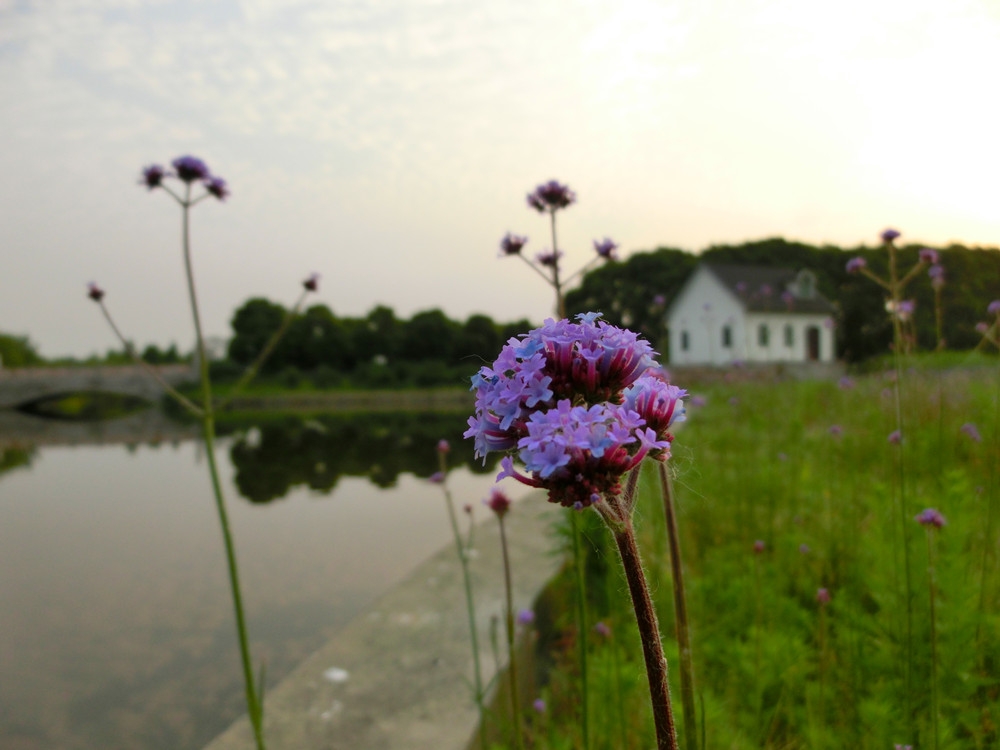 花开时节.jpg