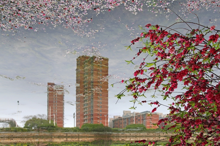 桃花争艳.jpg