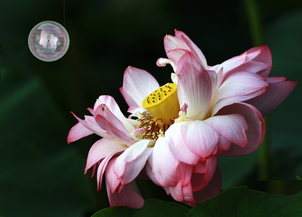 荷….jpg