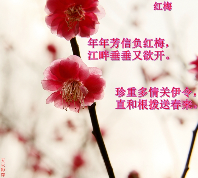 _MG_6079.JPG