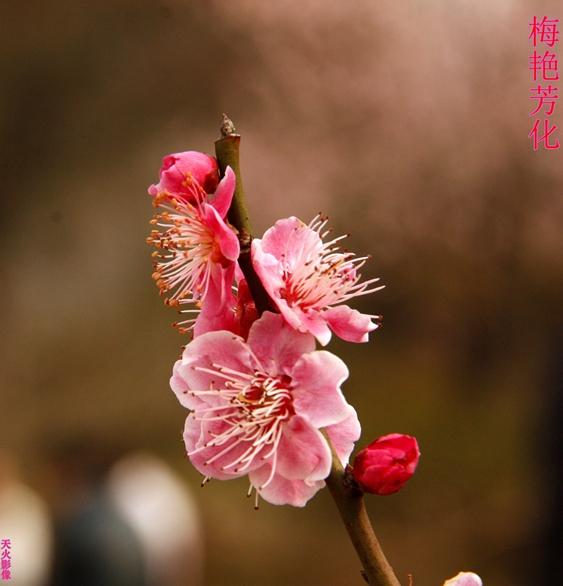 _MG_6170.JPG