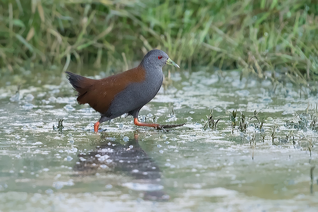 A32I1507 棕背田鸡r-.jpg