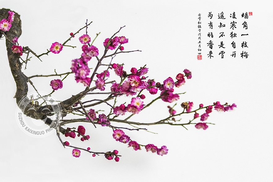红梅花1.jpg