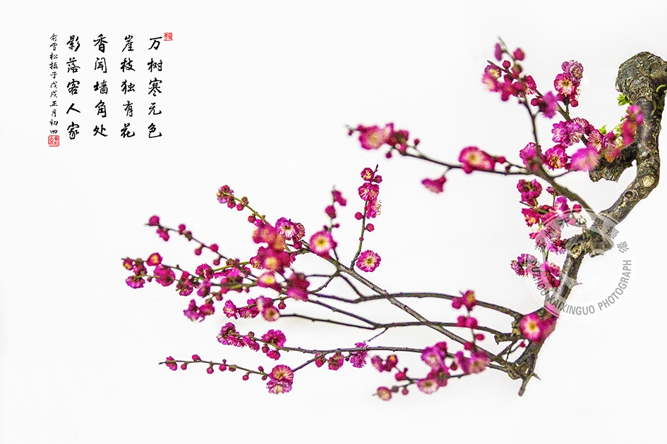 红梅花2.jpg