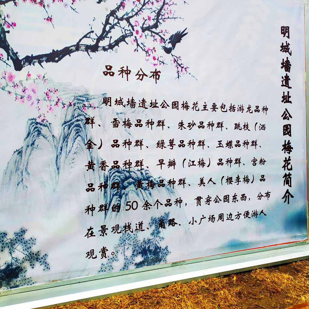 北京明城墙万树寒色一梅开2.jpg