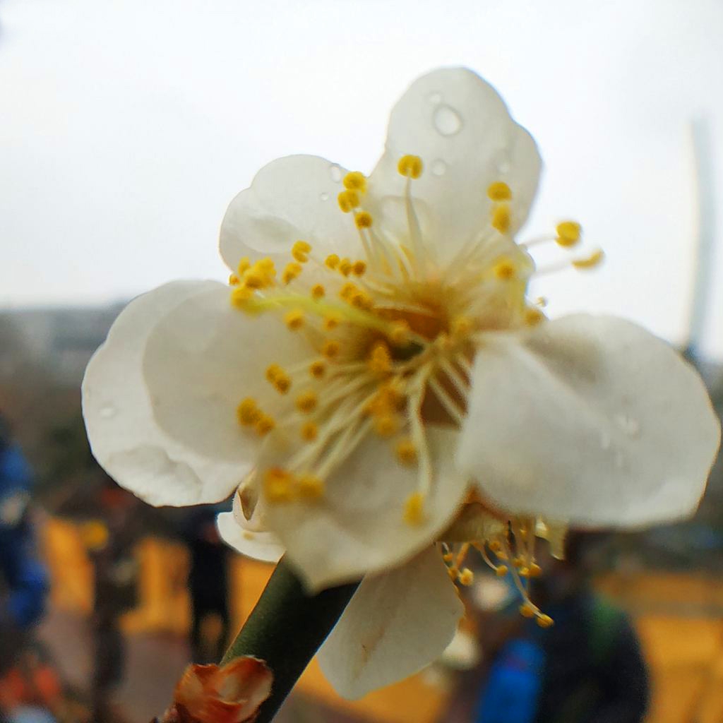 北京明城墙万树寒色一梅开4.jpg
