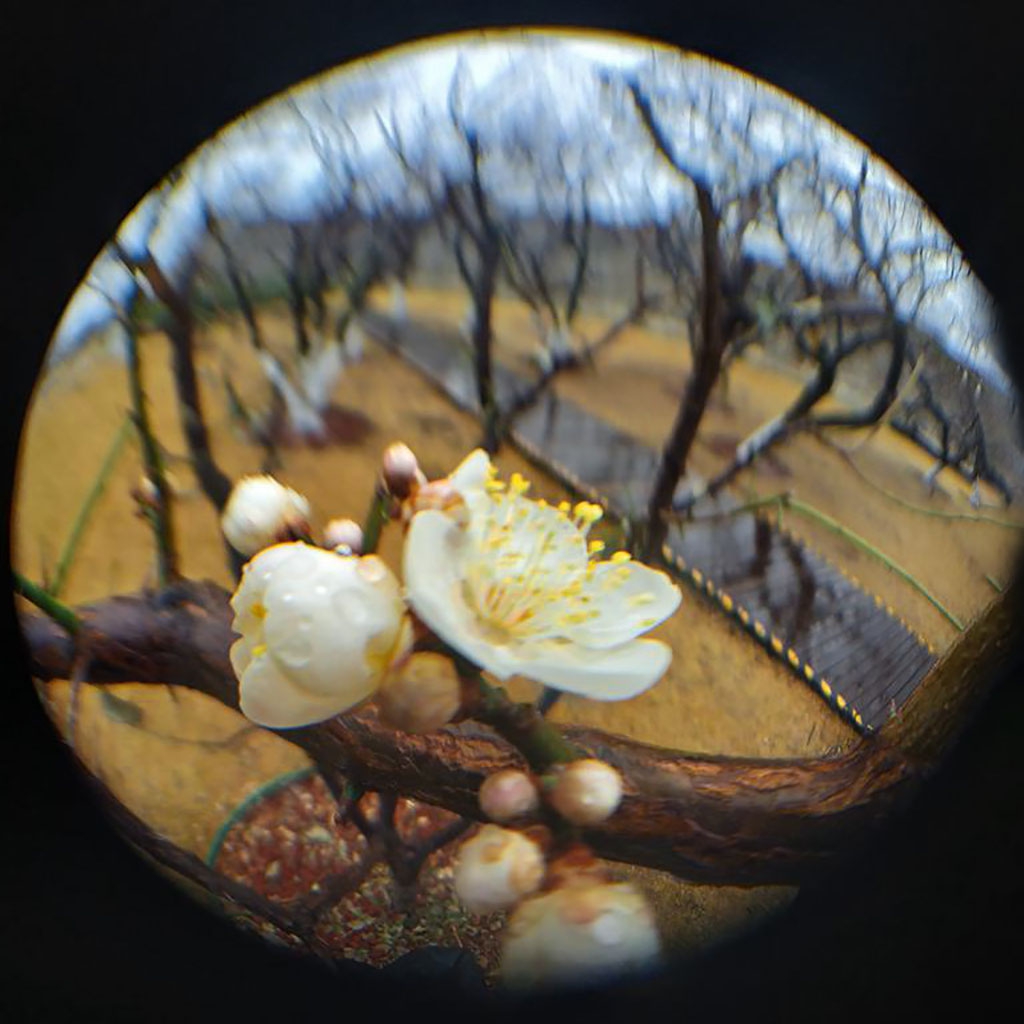 北京明城墙万树寒色一梅开5.jpg
