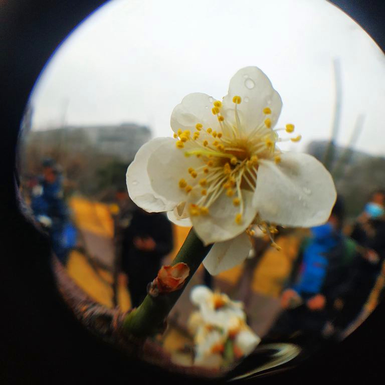 北京明城墙万树寒色一梅开6.jpg